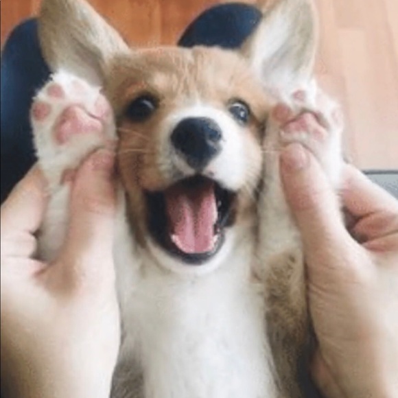 Meet your Posher, Avery - Picture 1 of 1